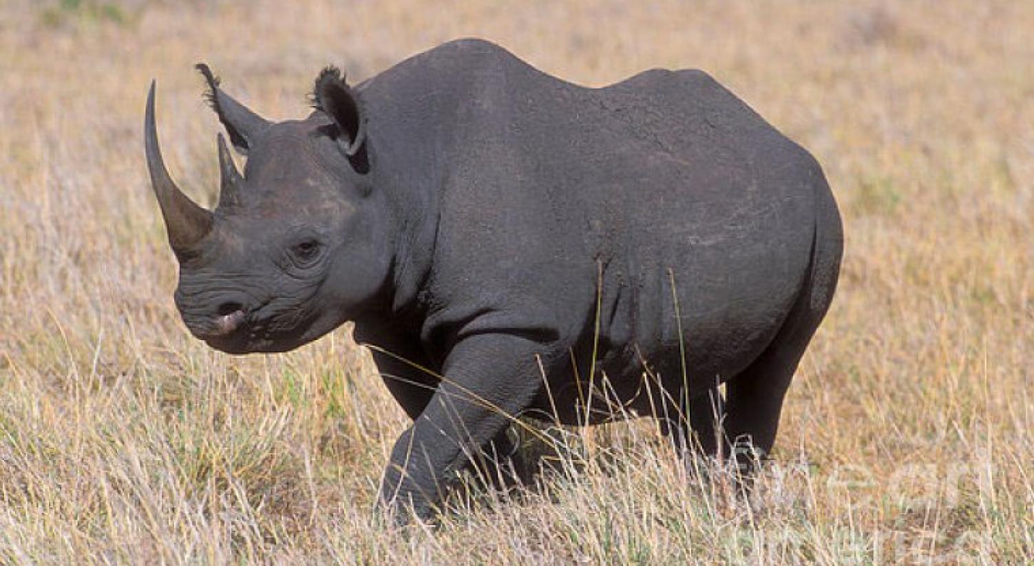 Black Rhino