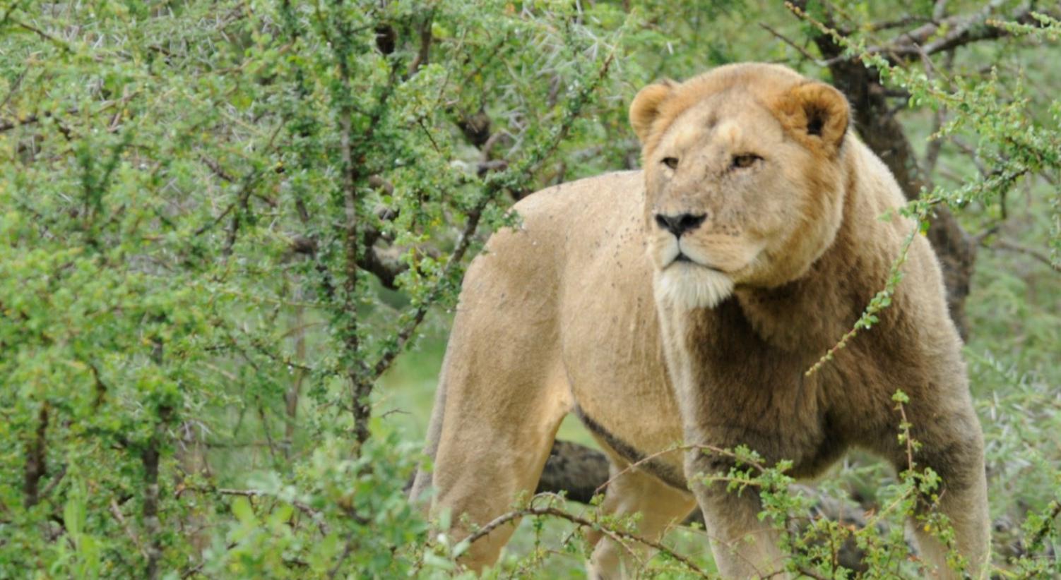 Il Leone che ha perso la sua criniera