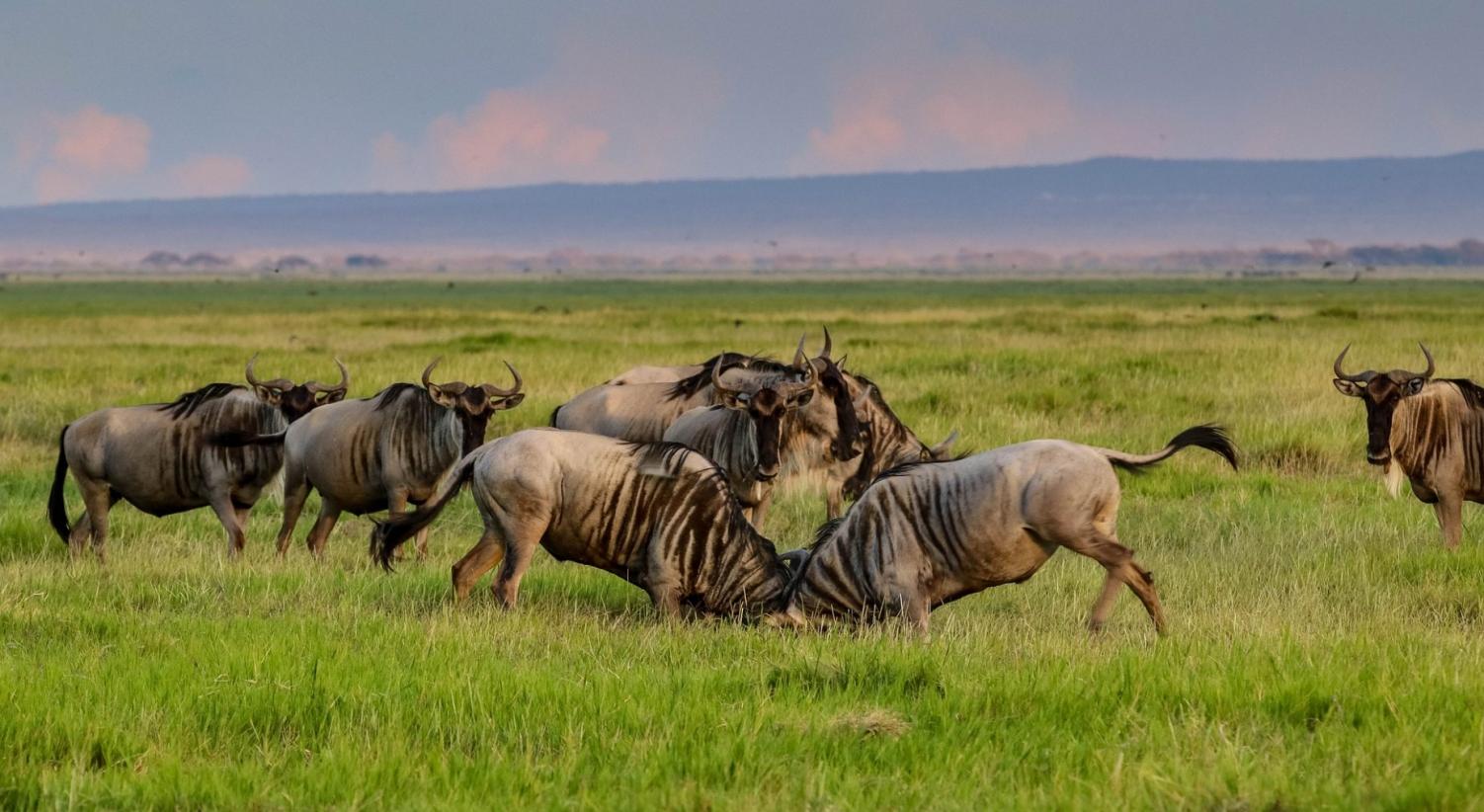 Una giornata in safari