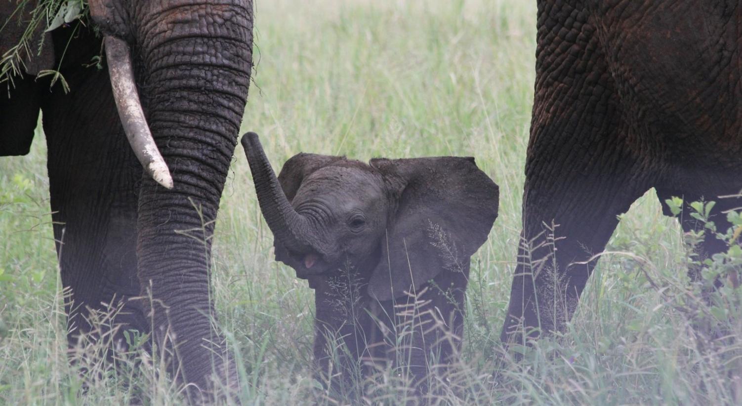 Safari in Africa con i bambini