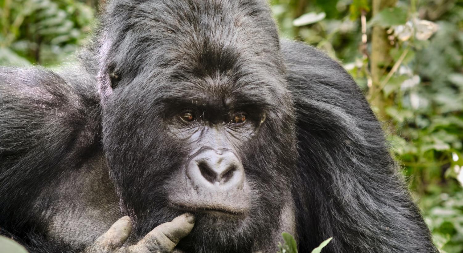 Uganda o Ruanda? Parliamo di gorilla tracking!