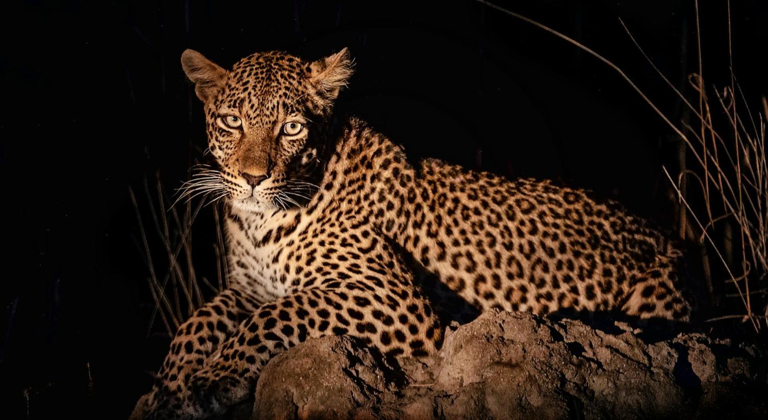 Safari notturni: l’Africa selvaggia che prende vita dopo il tramonto