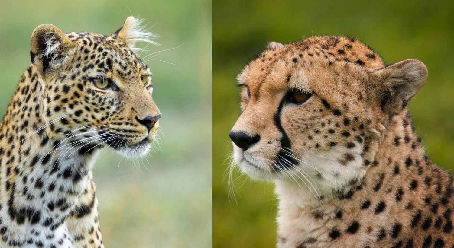 Ghepardo vs Leopardo: qual è la differenza?