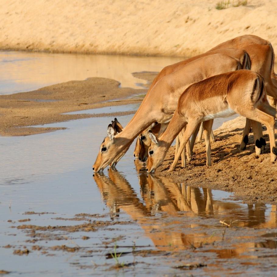 Sud Africa - Mahlori Tour 7