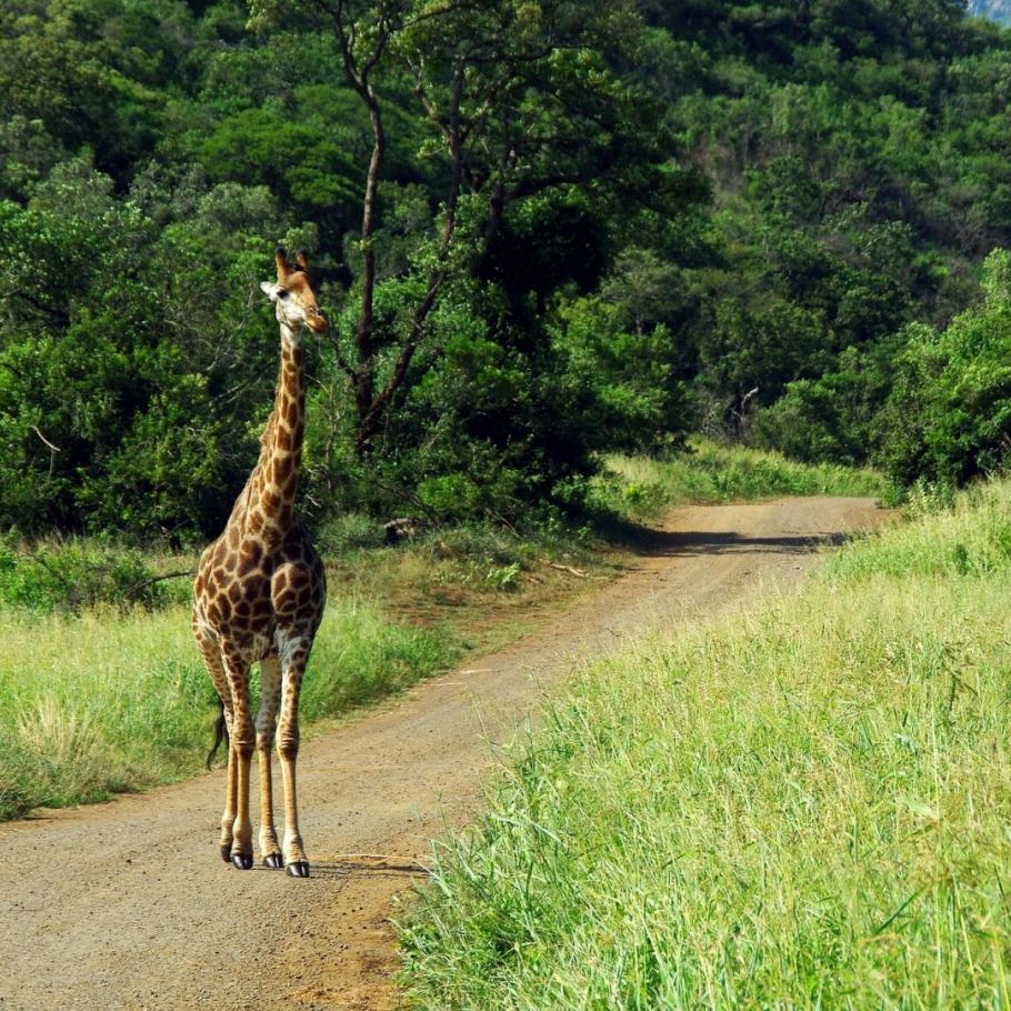 Sud Africa - Mahlori Tour 8