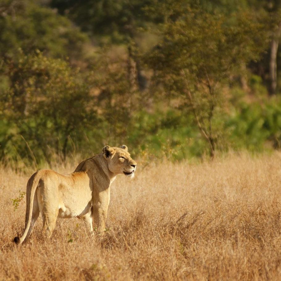 Sud Africa - Mahlori Tour 9