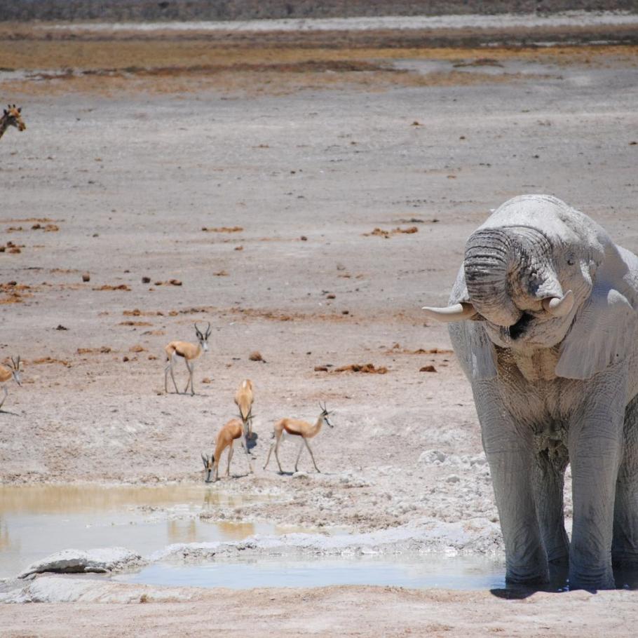 Namibia Himba e deserti