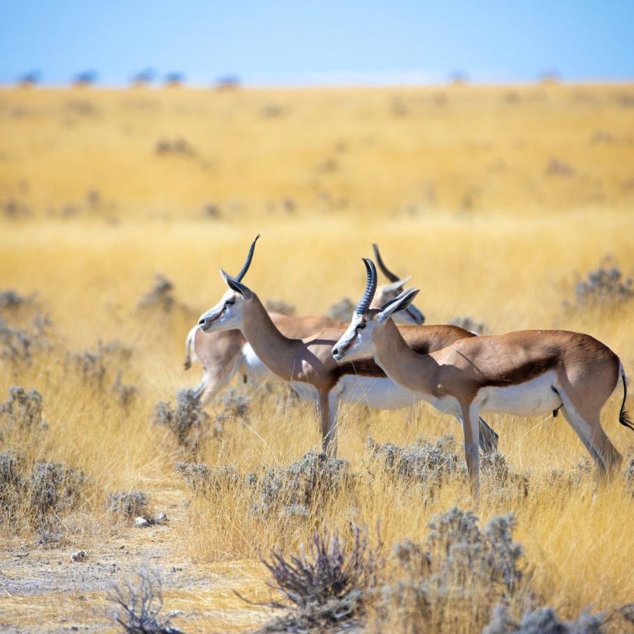 Namibia Himba e deserti