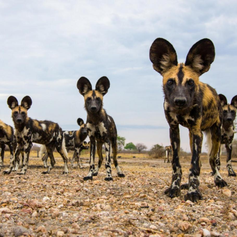 Tanzania - I parchi del sud