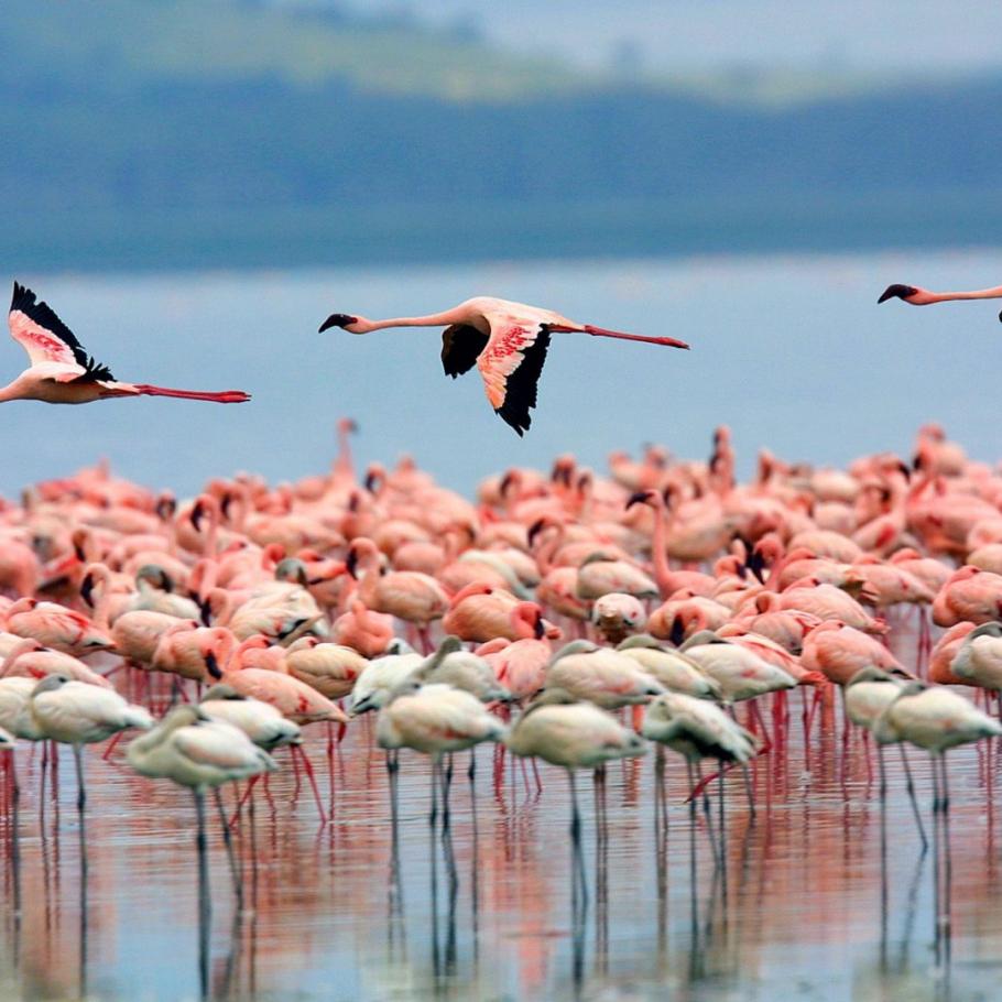 Kenya - I grandi laghi, Amboseli e il Masai Mara