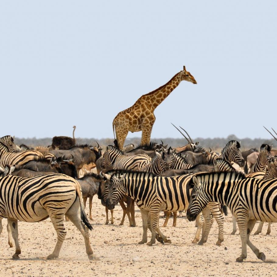 Affascinante Namibia - Self drive 4X4 1