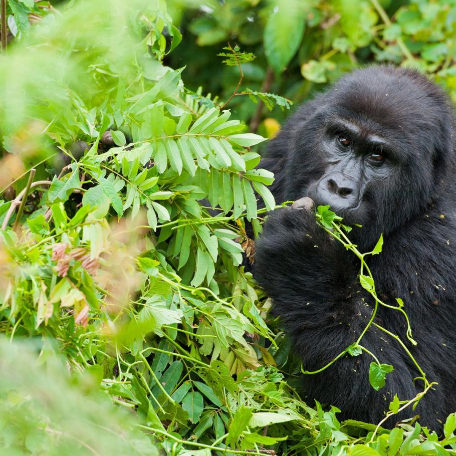 Uganda - Nilo Safari