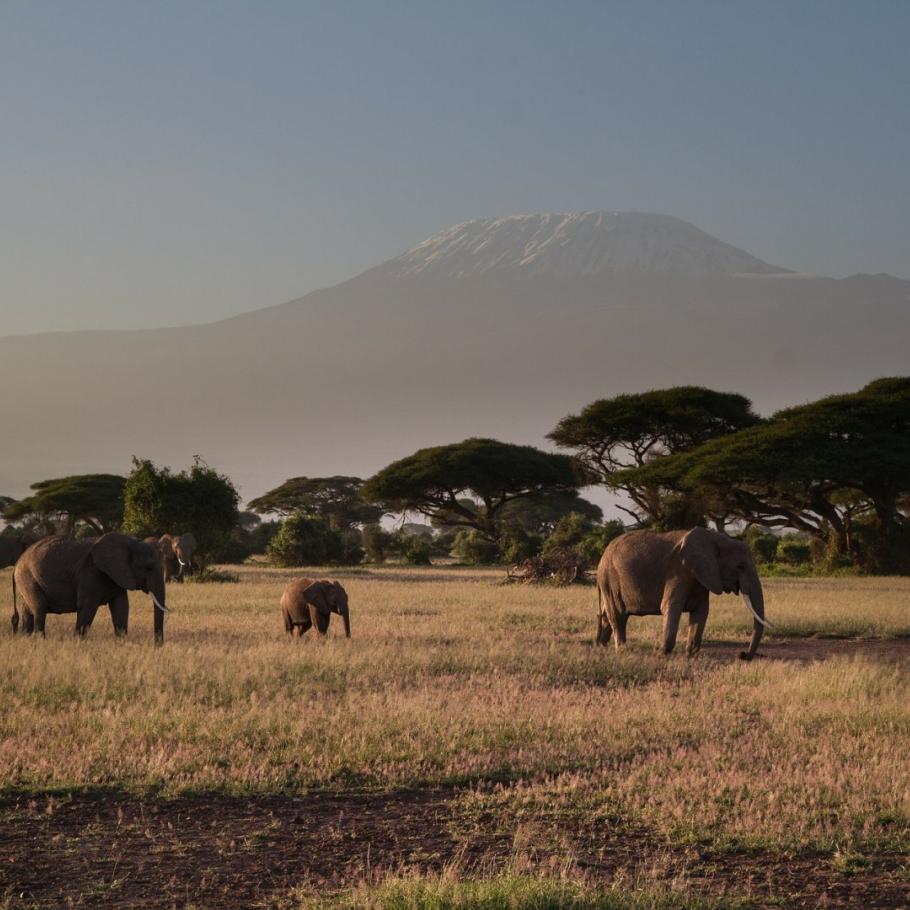 Kenya - Il Masai Mara e Tsavo