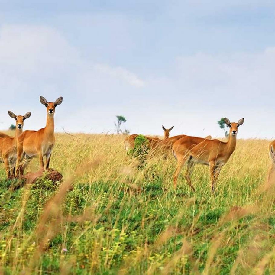 Uganda e Rwanda - Mille colline d'Africa