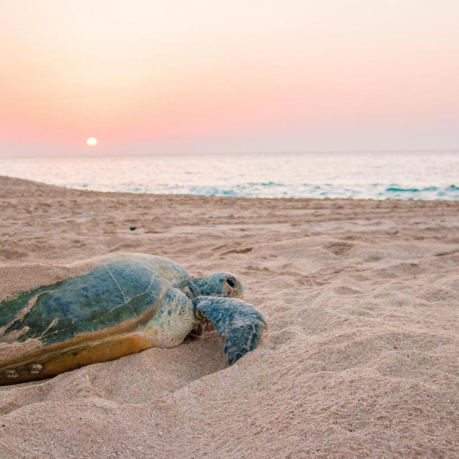 Oman - dalle montagne alla spiaggia 1