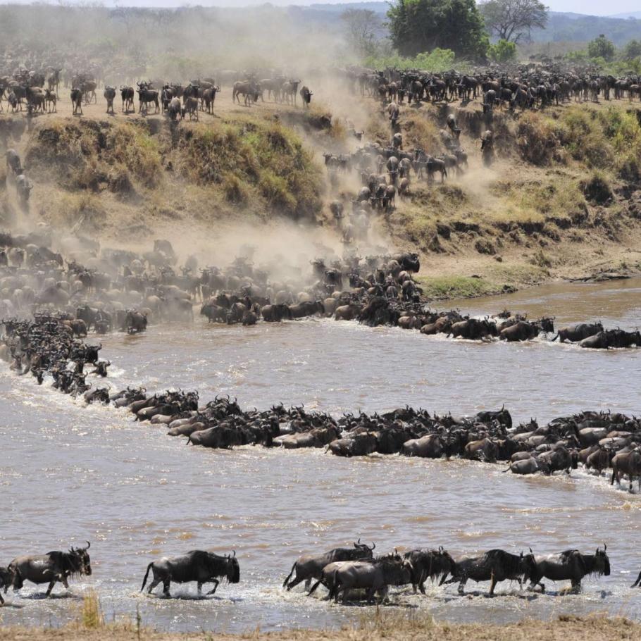 La Migrazione dal Masai Mara al Serengeti 1