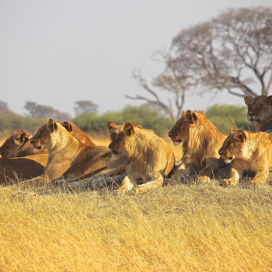 Botswana Lion Safari - Camping Safari 1