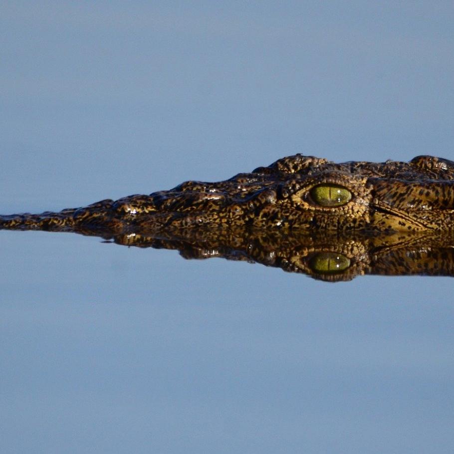 Highlights of Botswana - Safari in campo mobile 1