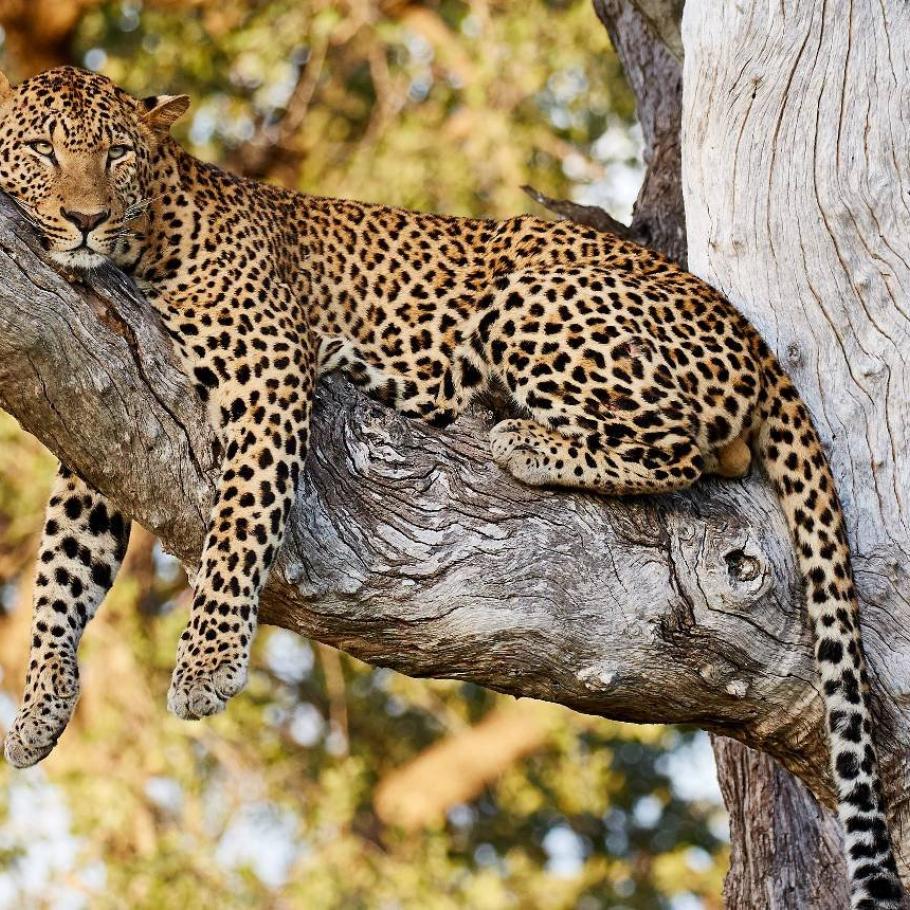 Botswana Leopard Safari - Camping Safari 1