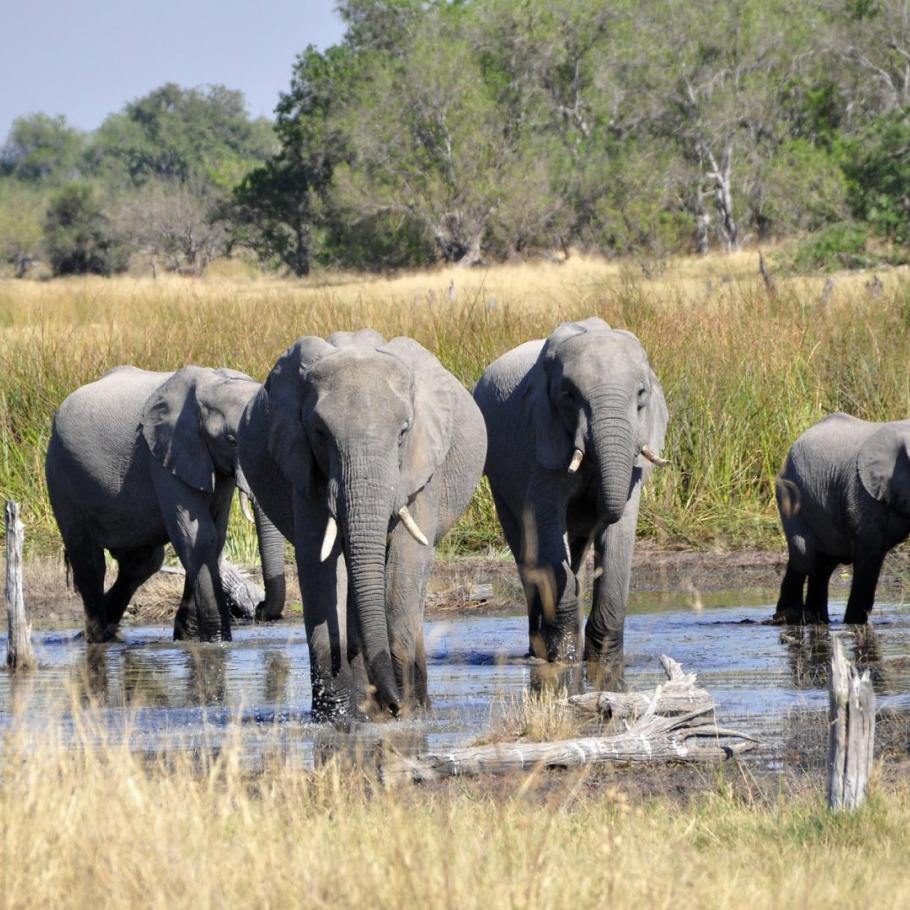 BOTSWANA OKAVANGO & WILDLIFE