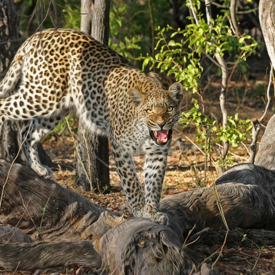 BOTSWANA OKAVANGO & WILDLIFE