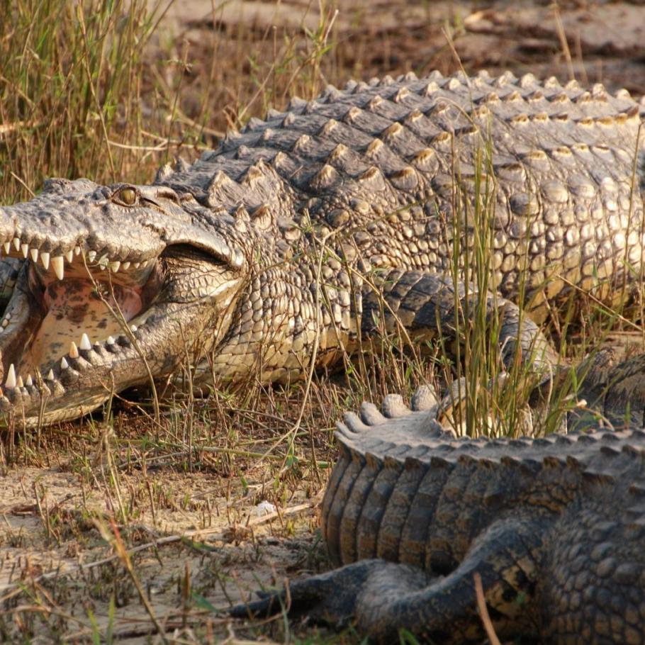 BOTSWANA OKAVANGO & WILDLIFE