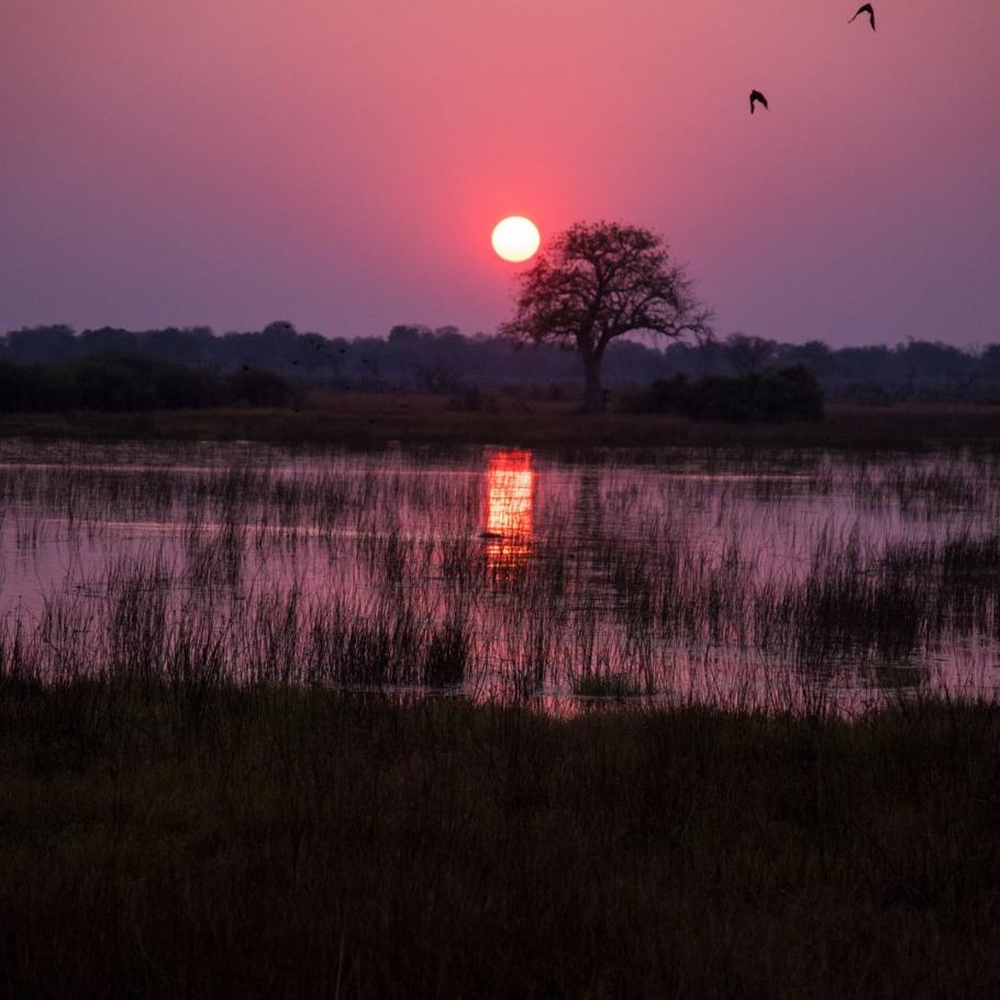 BOTSWANA OKAVANGO & WILDLIFE