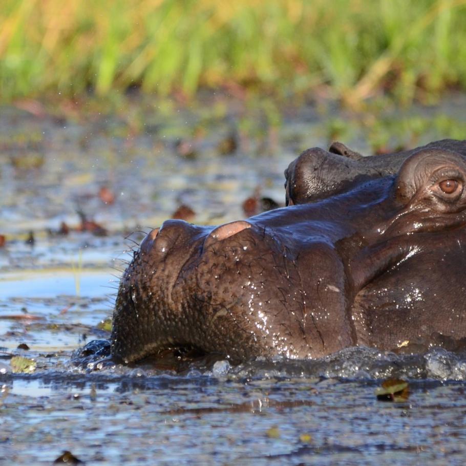 BOTSWANA OKAVANGO & WILDLIFE