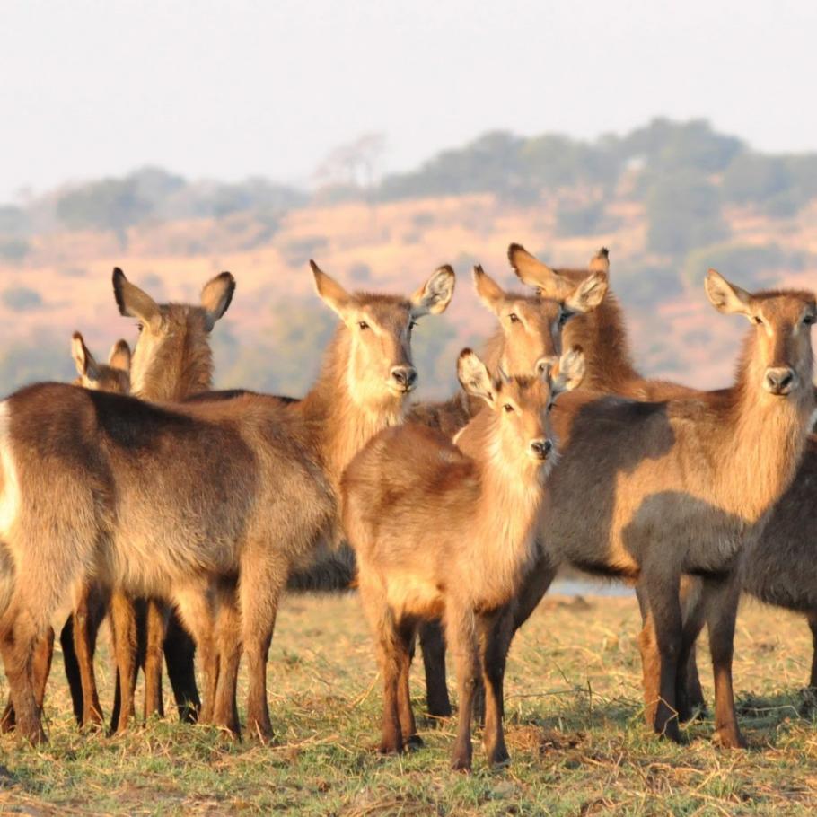 BOTSWANA OKAVANGO & WILDLIFE