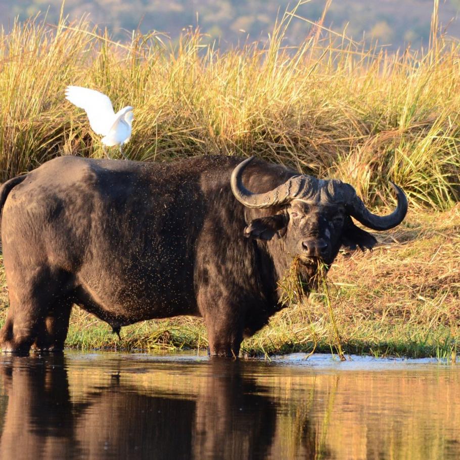 BOTSWANA OKAVANGO & WILDLIFE