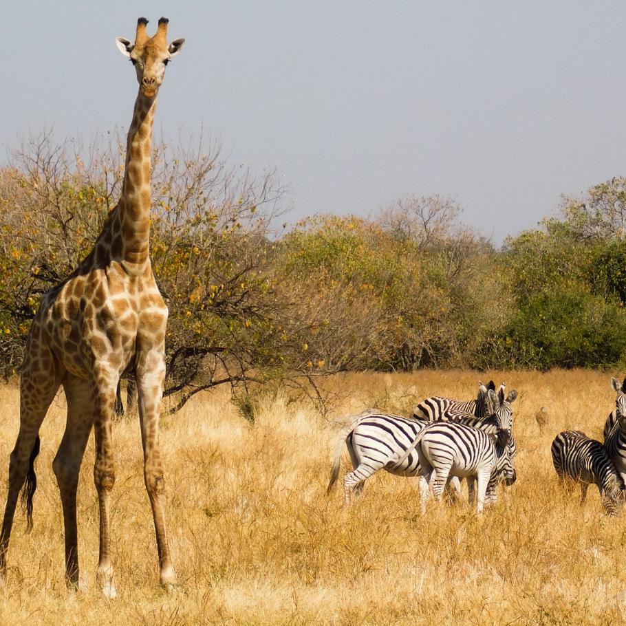Namibia Discovery
