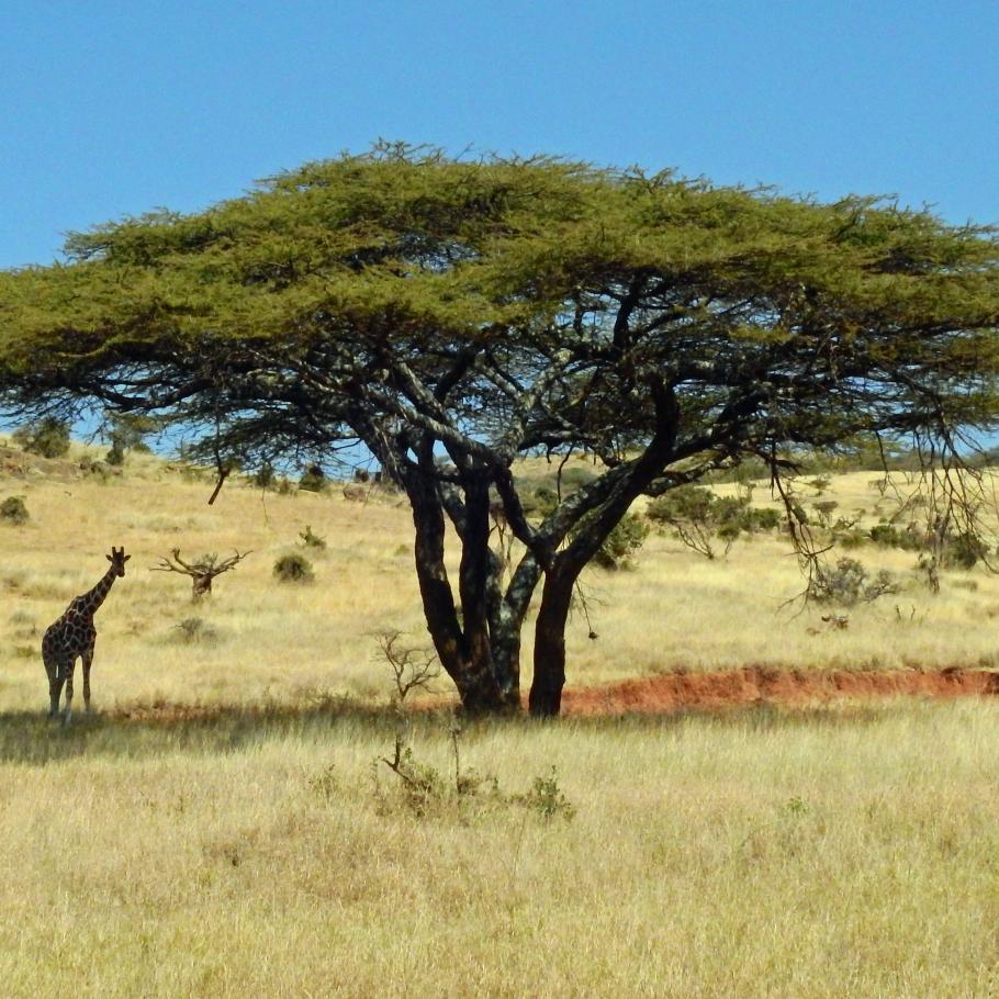 Kenya - Sulle tracce dei Samburu