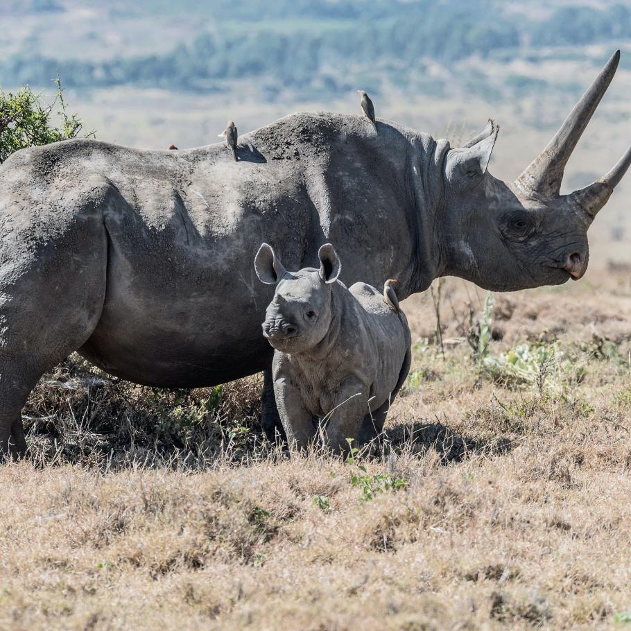 Kenya - Sulle tracce dei Samburu