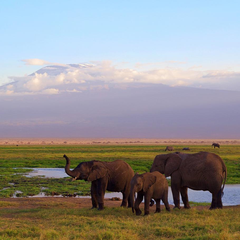 Elefanti Amboseli