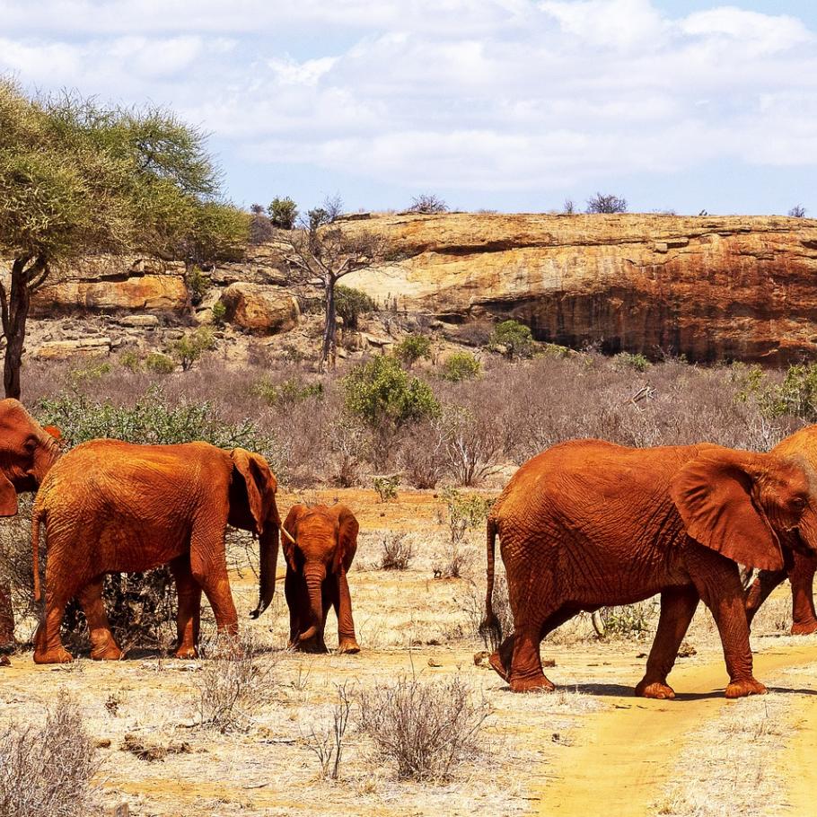 Elefanti Tsavo Ovest