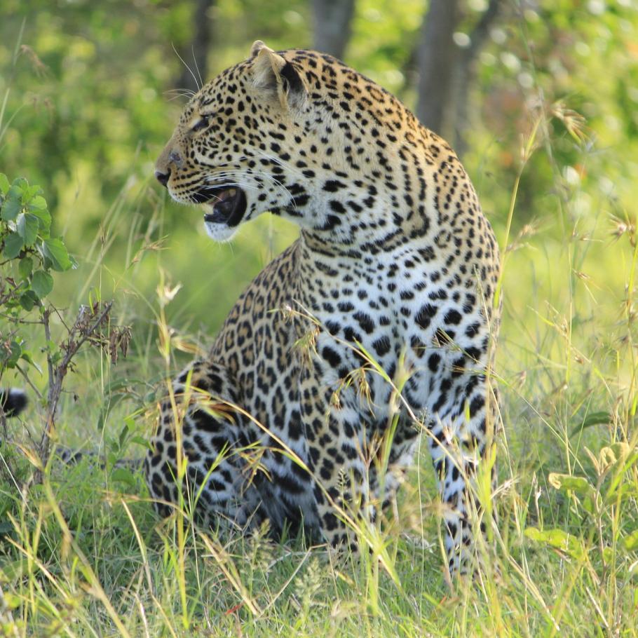 Leopardo Masai Mara