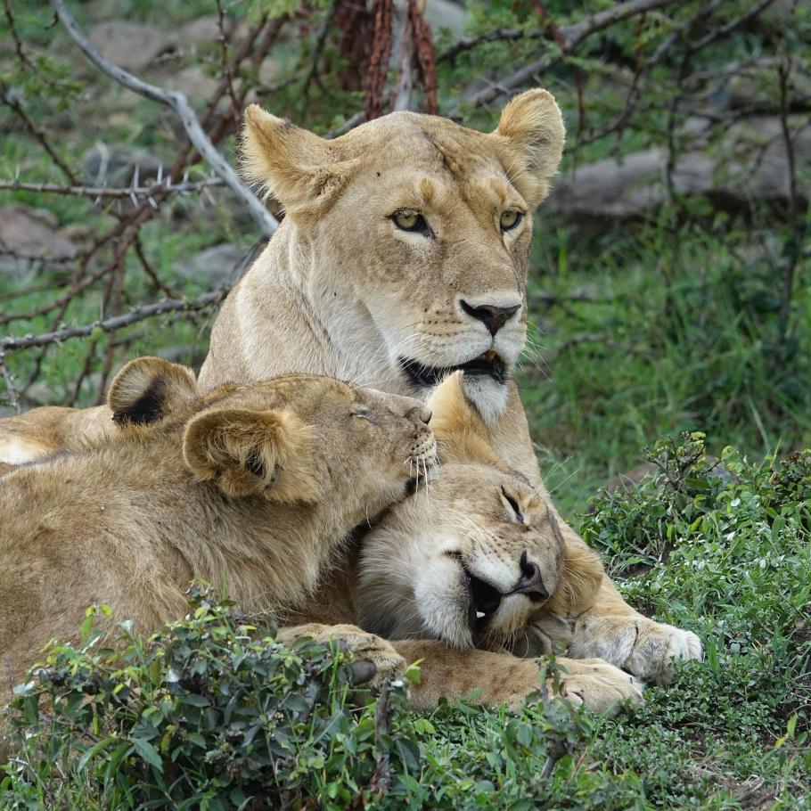 Leonessa e cuccioli Masai Mara