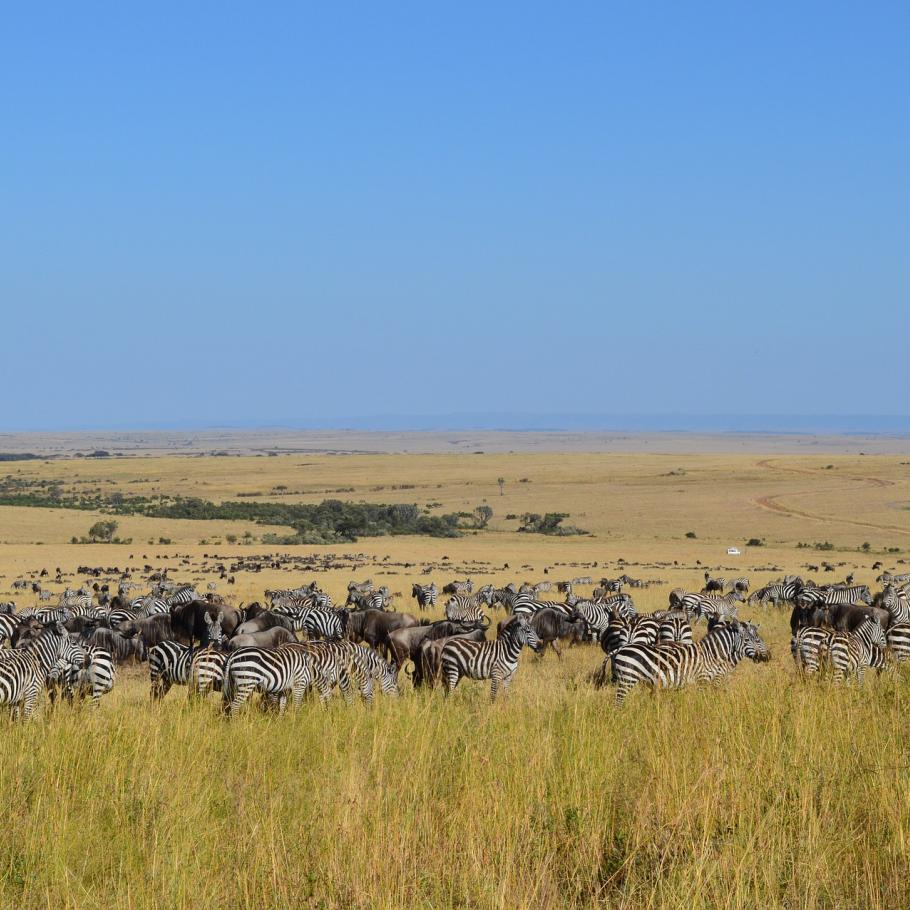 Zebre Masai Mara