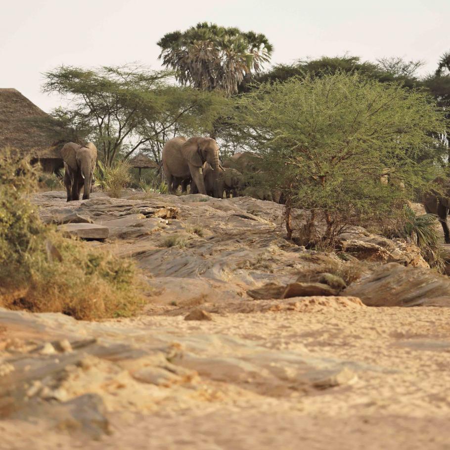 Kenya - Saruni Rhino