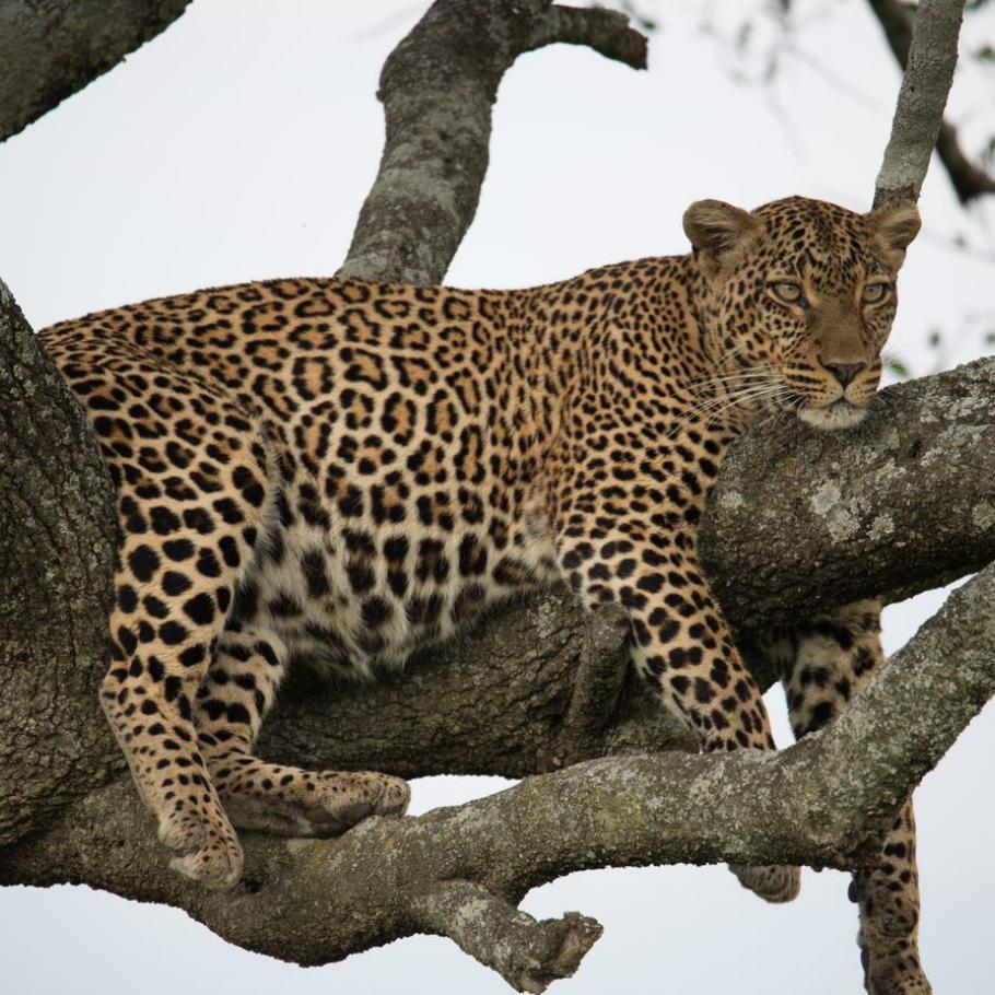 Kenya – Sala's Camp