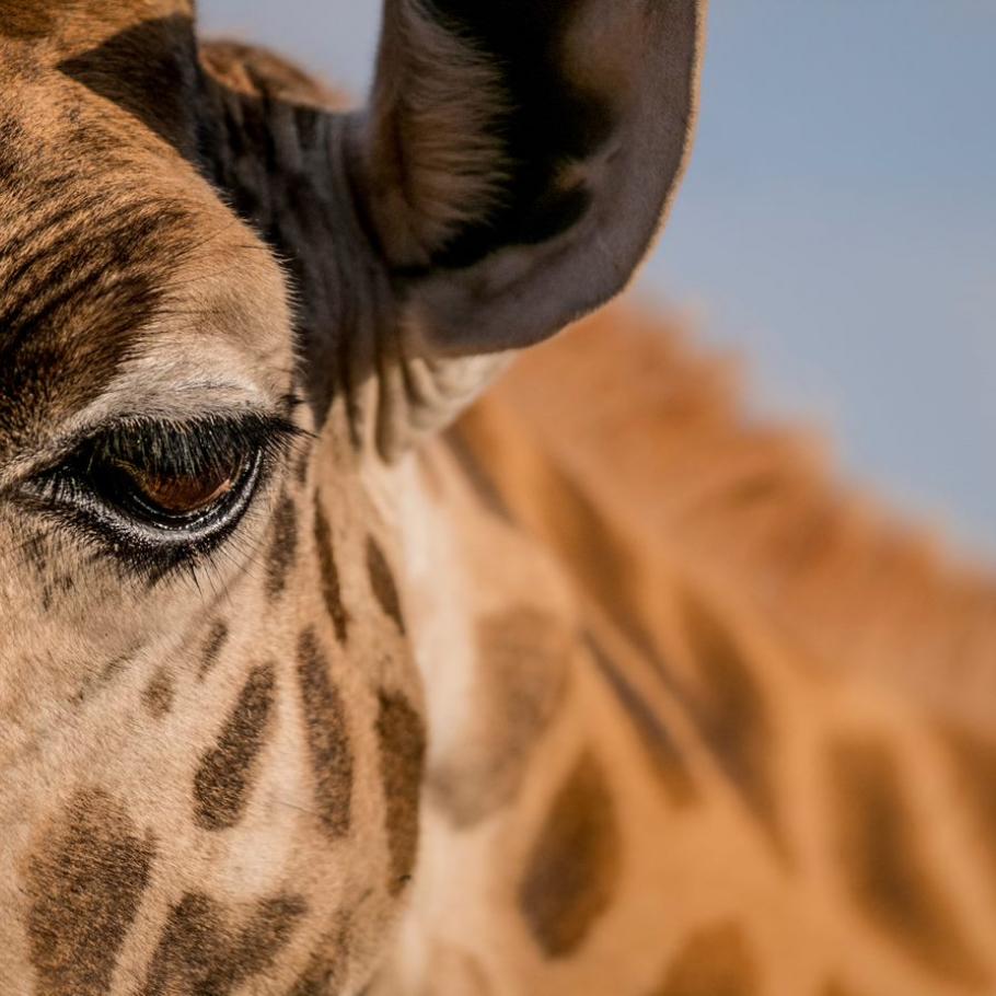 Kenya – Nairobi – Giraffe Manor Boutique Hotel