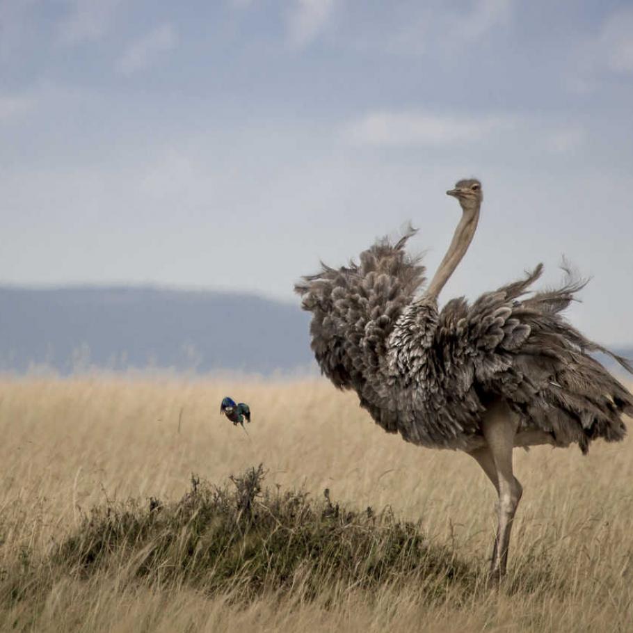 Kenya – Sala's Camp