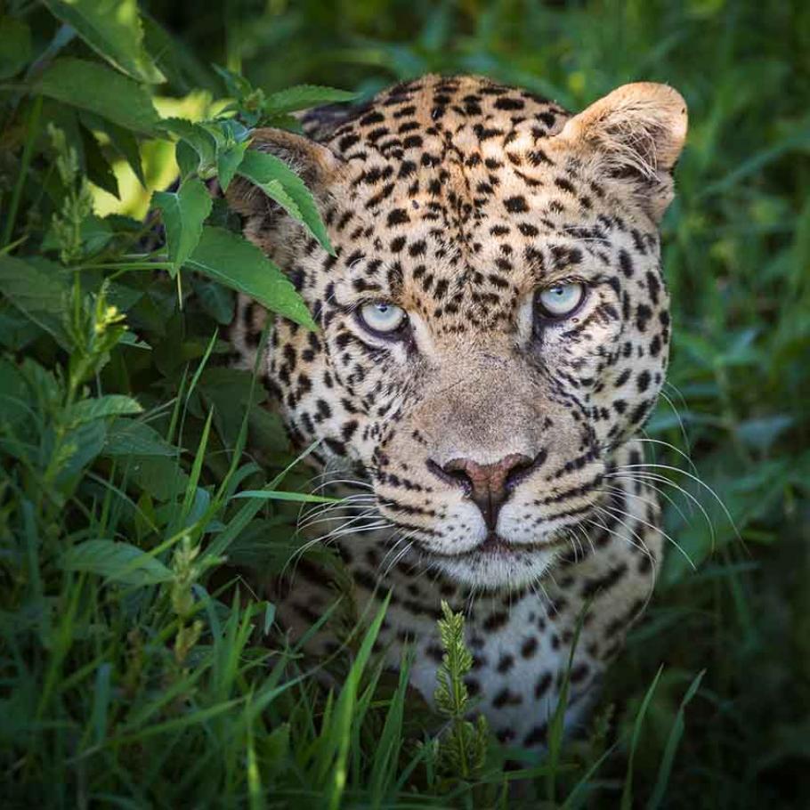 Kenya – Solio Lodge