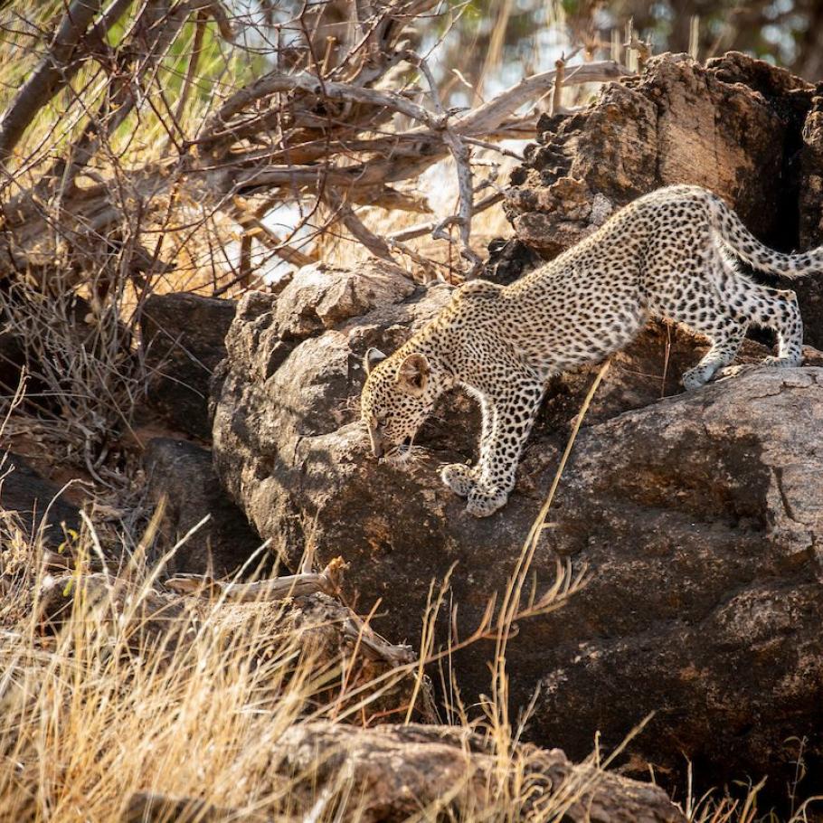 Kenya – Sasaab Luxury Tended Camp