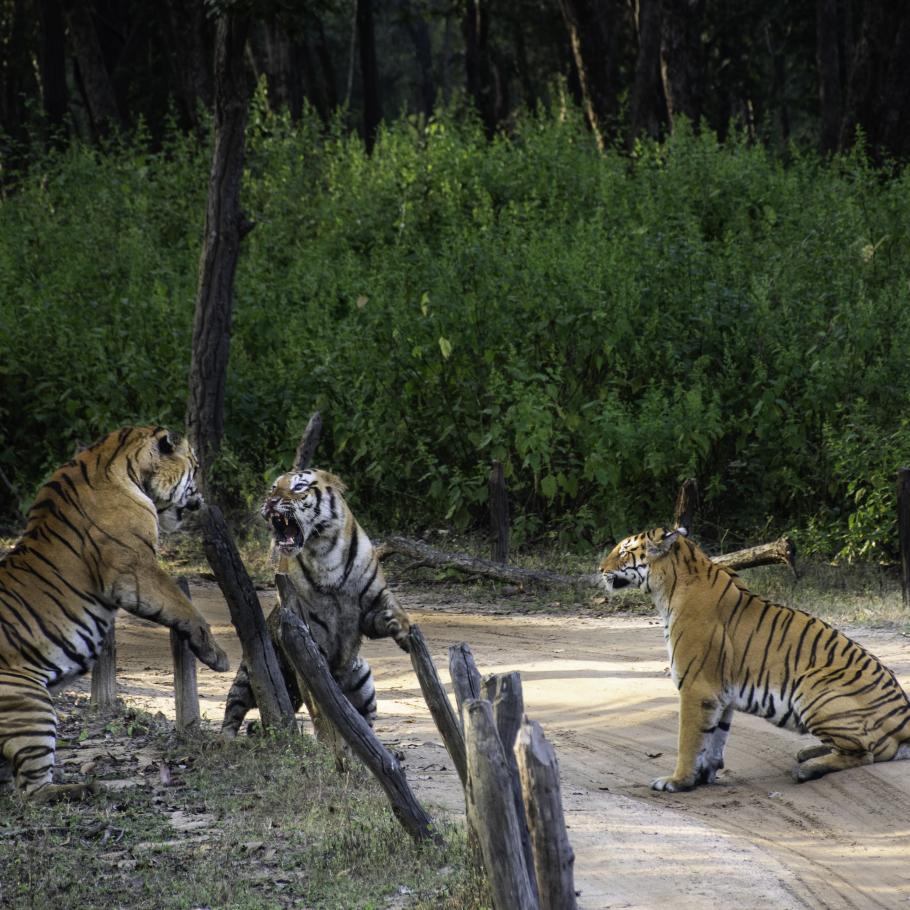 India - Nel regno della tigre