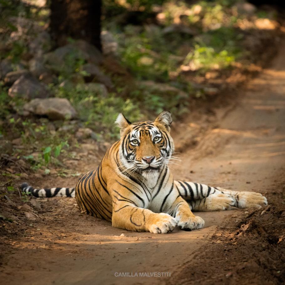 India - Nel regno della tigre