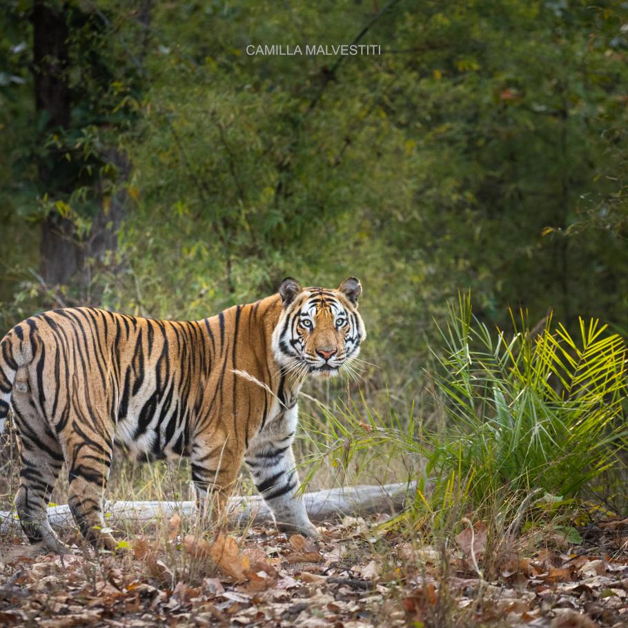 India - Nel regno della tigre