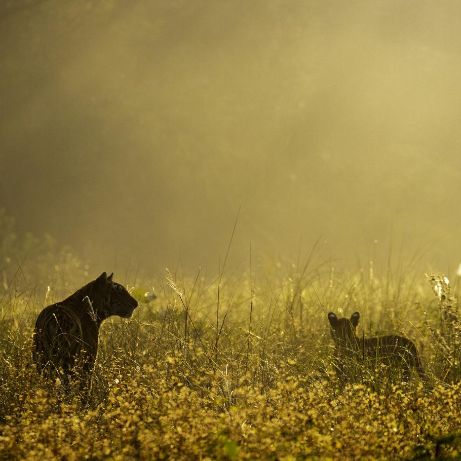 India - Nel regno della tigre