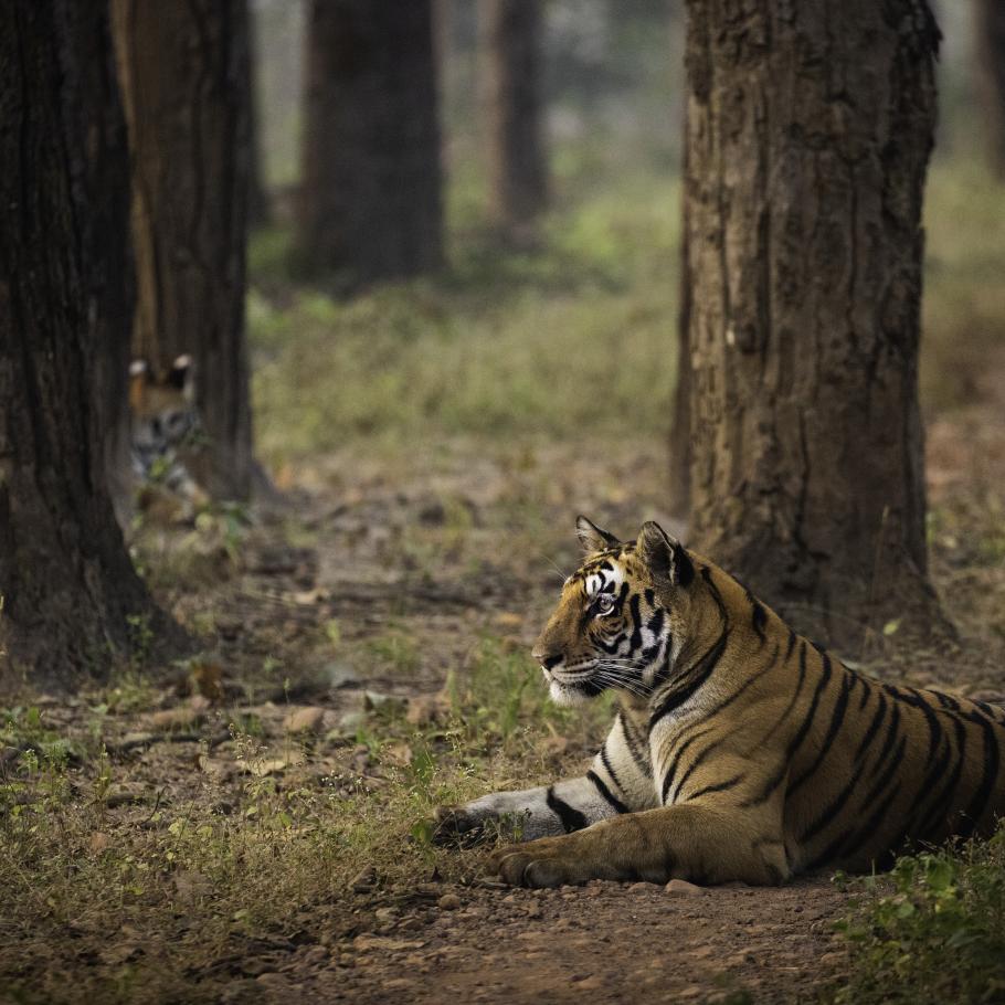 India - Nel regno della tigre