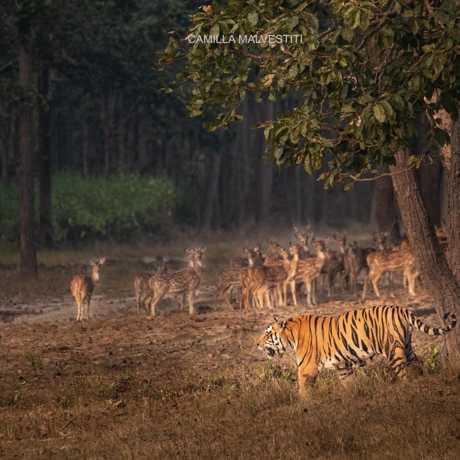India - Nel regno della tigre